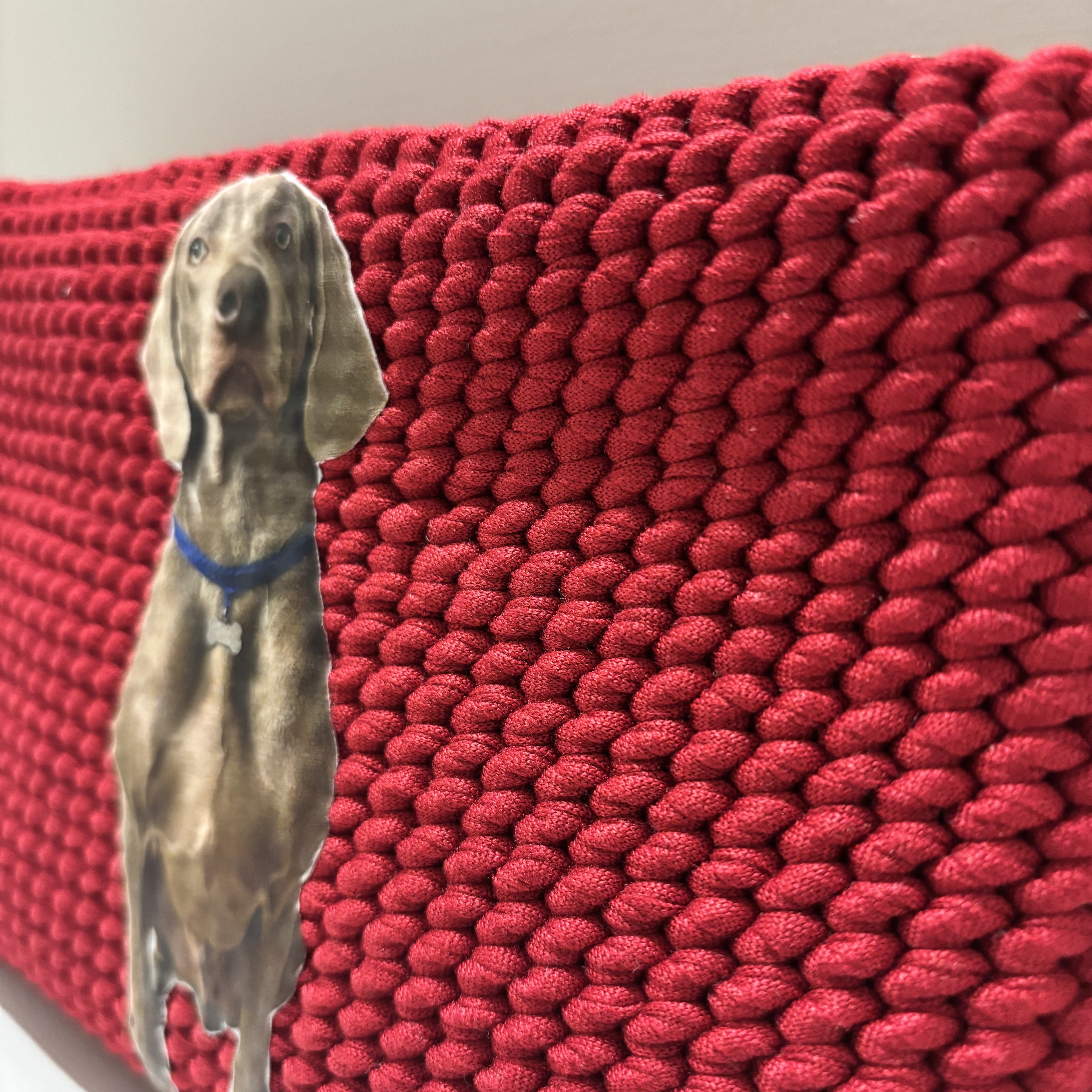 Pochette dog esempio foto golden retriever